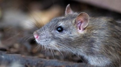 चूहे को नाले में डुबोकर युवक ने दे दी मौत, दर्ज हुई FIR