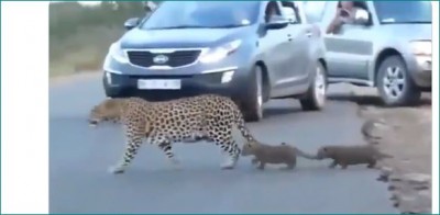 Video of leopardess helping cubs cross road goes viral