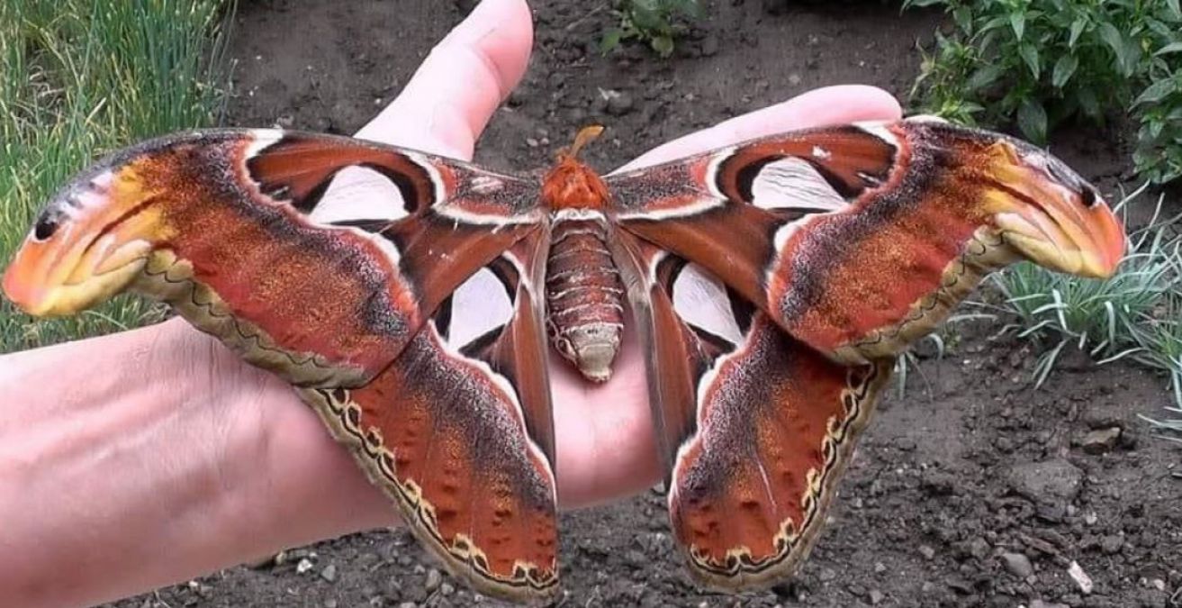 Picture of a three-faced snake gone viral on social media, but the truth turned out to be something else