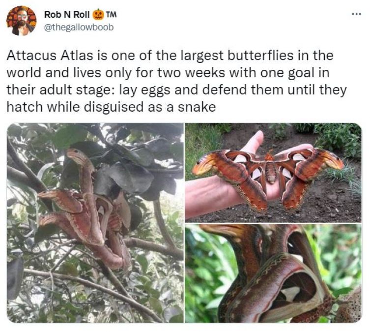 Picture of a three-faced snake gone viral on social media, but the truth turned out to be something else