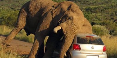 फोटो क्लिक करने पर हाथी को आया गुस्सा, फिर हुआ लोगों का ये हाल