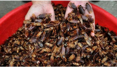 Woman hid 1 lakh cockroaches in house, reason will shock you!!