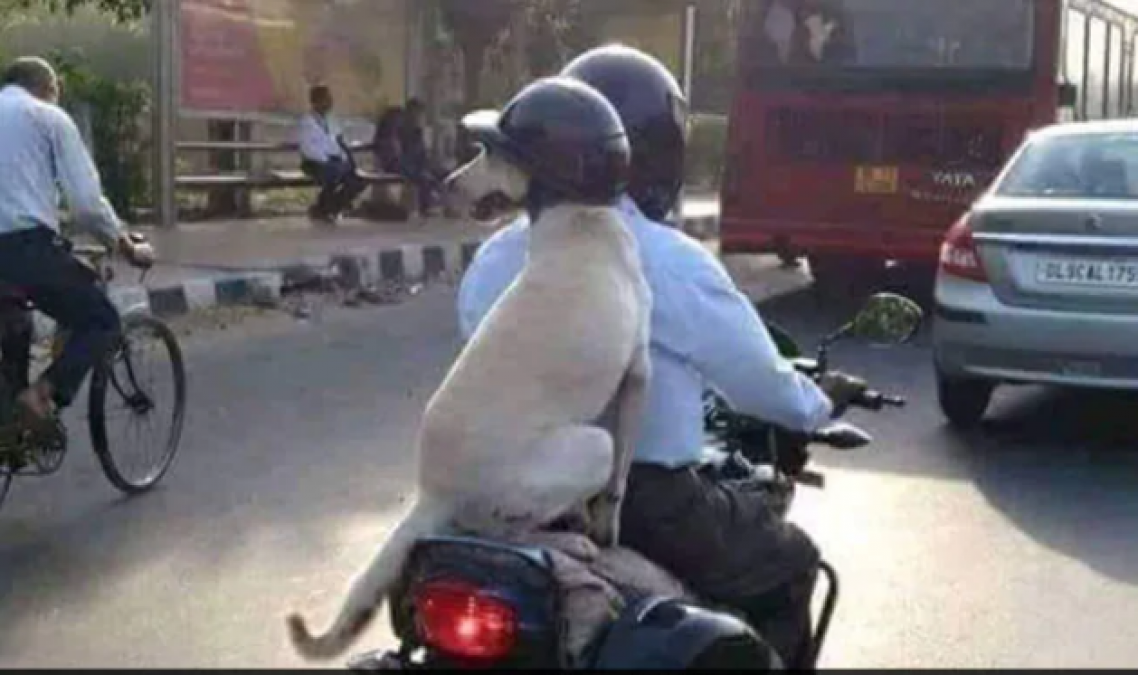 This four-year-old picture of dog wearing helmet again going viral