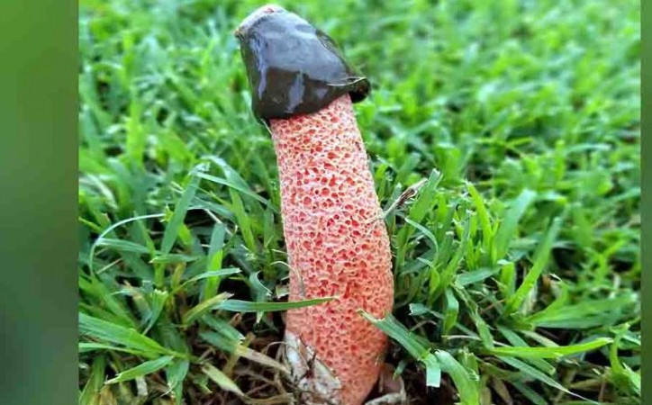 Mushroom Shaped Like Penis Telegraph
