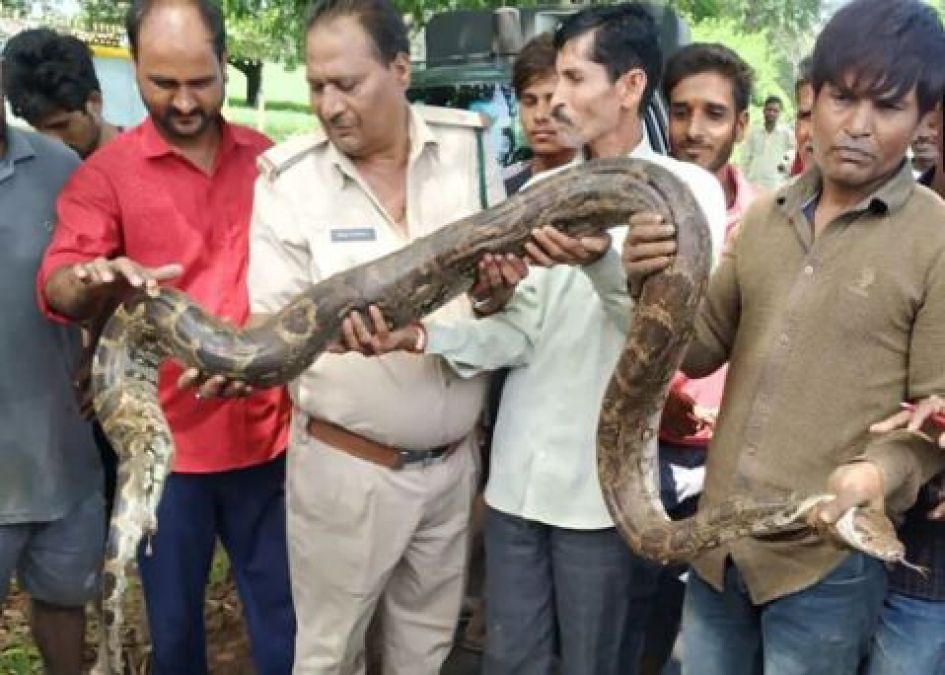 12 feet long python found in this village of Madhya Pradesh; know what happened next!