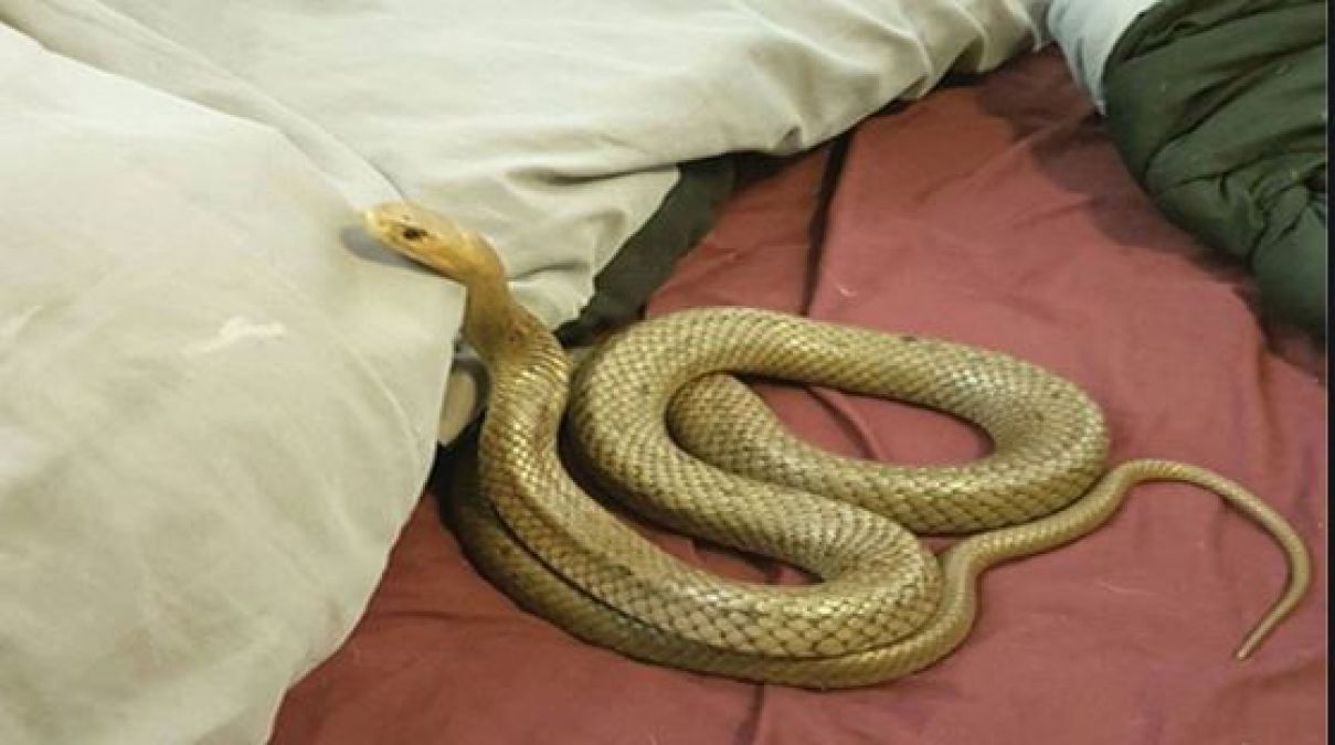 Маленькая змея во сне к чему снится. Приснилась змея. Двухголовые змеи в природе. Разноцветная змея во сне.