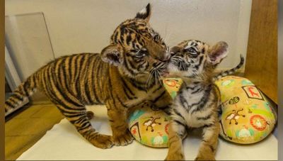 वायरल हो रहा है ये दो नन्हे बाघों का प्यारा सा वीडियो, देखिये आप भी