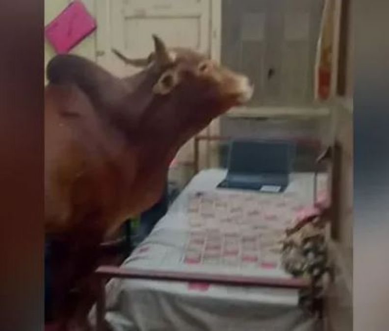 Cow chewed book in hostel of IIT Bombay