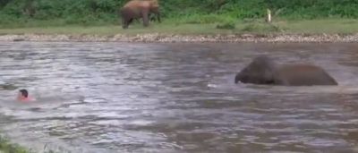 Video: This person was swimming in the river, so the elephant's baby landed in the water and...