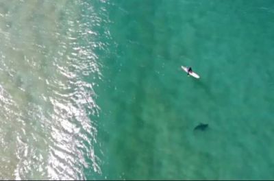 Video: This person was chilling in the water, the shark came and...