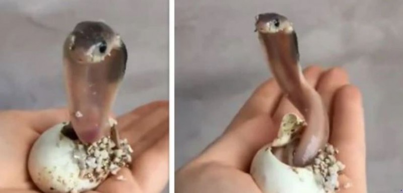 अंडे से निकलते ही बेबी कोबरा ने की ये हैरान कर देने वाली हरकत, देखे वीडियो