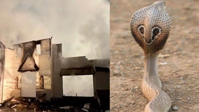 साप भागने के चक्कर में युवक ने घर में लगा दी आग, वायरल हुआ वीडियो