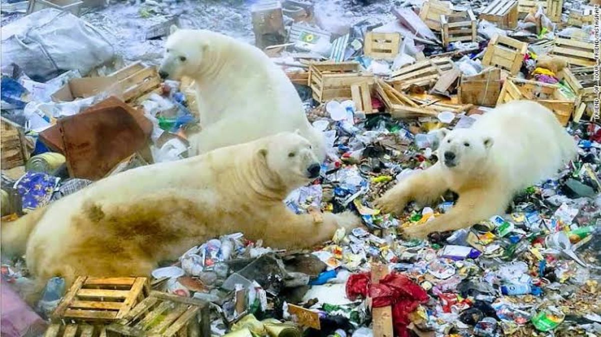 Dozens of Polar Bears crowd a Russian Village for food