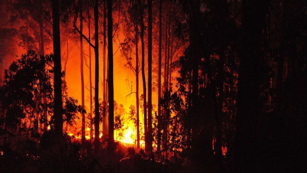 Fire in Australia's forests increased Sydney's problems