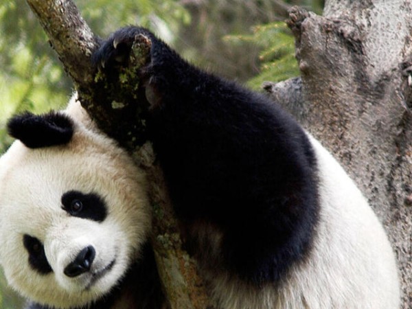 Video of panda went viral from this zoo everyone was surprised to see