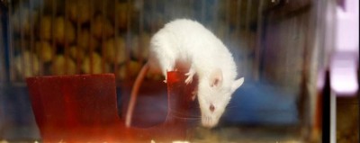 Animal टेस्टिंग पर प्रतिबंध लगाने वाला पहला देश बन सकता है Switzerland