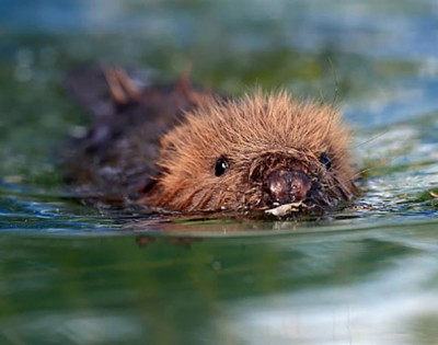 Baby beaver born on Exmoor for first time