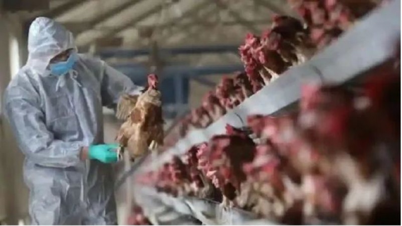 Another deadly virus found in China, first case of H10N3 bird flu registered
