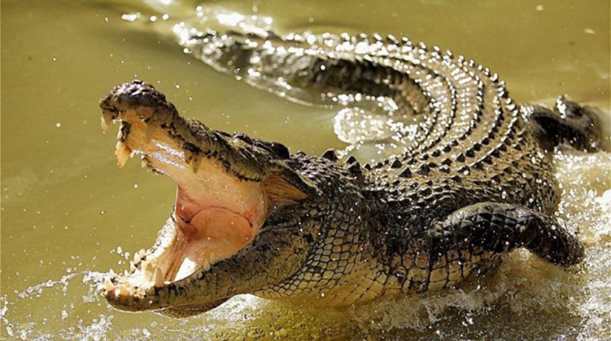 Crocodile attacks may increase due to Global warming, reports reveal
