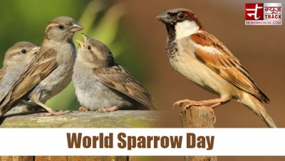 Know why World Sparrow Day is celebrated, what is its history