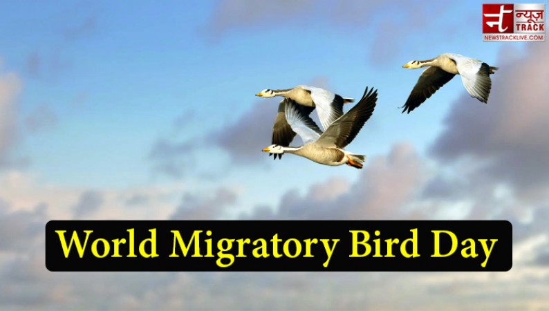 जानिए क्यों मनाया जाता है, विश्व प्रवासी पक्षी दिवस