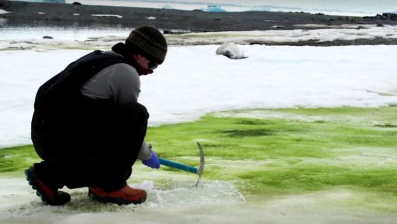 अंटार्कटिका की जलवायु में परिवर्तन के कारण स्नो का रंग हुआ हरा
