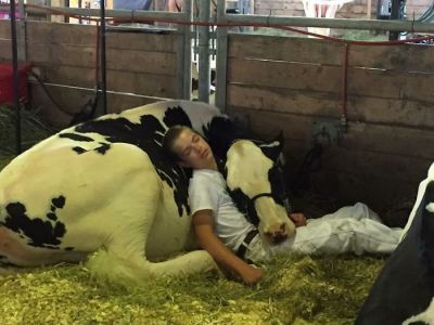 Cow's heartbeat relieves stress, experiments going on in foreign countries