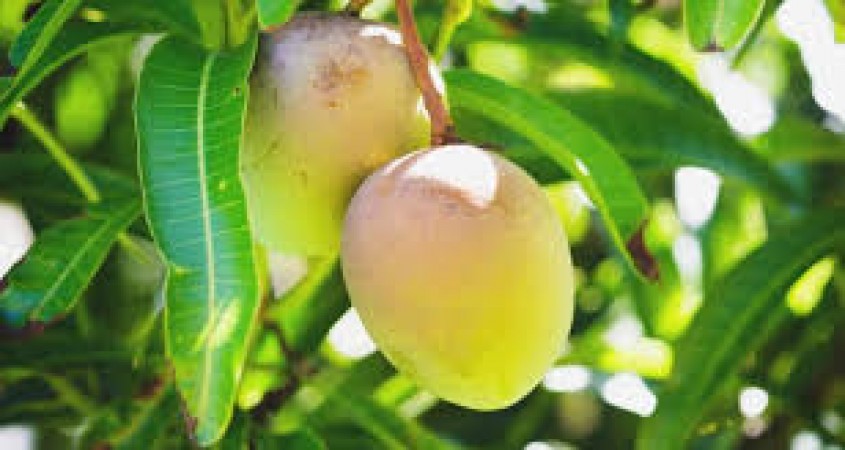 Mango leaves benefits: Can relieve asthma disease