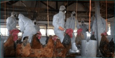Maharashtra Culls 40,000 Poultry Birds In Navapur Due To Bird Flu